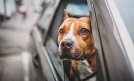"Quiero que muera": detienen a mujer por dejar morir a su perro en un auto caliente como castigo "Quiero que muera": detienen a mujer por dejar morir a su perro en un auto caliente como castigo
