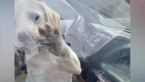 Cachorro es rescatado en Arica: Llevaba horas encerrado en un vehículo Cachorro es rescatado en Arica: Llevaba horas encerrado en un vehículo