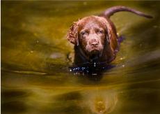 Rescatan a un cachorro que nadó dos horas contra la corriente del mar Rescatan a un cachorro que nadó dos horas contra la corriente del mar