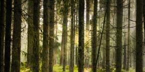 Sin señales de nada: Investigan misteriosa muerte de una pareja, su bebé y su perro en un bosque Sin señales de nada: Investigan misteriosa muerte de una pareja, su bebé y su perro en un bosque