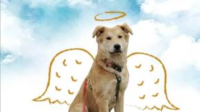 Confirman muerte de perro extraviado mientras estaba al cuidado de hotel canino en Pucón