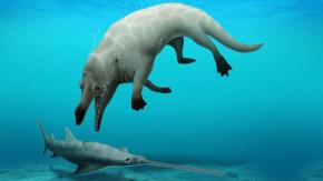 La nueva especie de ballena de cuatro patas que descubrieron en Egipto La nueva especie de ballena de cuatro patas que descubrieron en Egipto