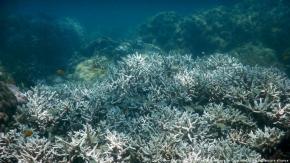 El 95 % del clima actual de la superficie oceánica del planeta podría desaparecer para el año 2100 El 95 % del clima actual de la superficie oceánica del planeta podría desaparecer para el año 2100