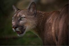 Instinto de madre leona: Mujer pelea contra un puma que atacó a su hijo de 5 años