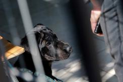 Fundación y vecinos denuncian faenamiento de perros en campamento de Maipú Fundación y vecinos denuncian faenamiento de perros en campamento de Maipú