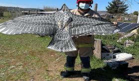 Vecinos de Litueche llaman a Bomberos para rescatar un ave: Era un volantín Vecinos de Litueche llaman a Bomberos para rescatar un ave: Era un volantín