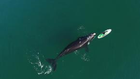 El impresionante video de una ballena "jugando" con una mujer que rema en el sur de Argentina