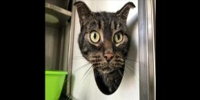 Quedó encerrado en una casa: Gato sobrevive más de un mes y medio sin comida Quedó encerrado en una casa: Gato sobrevive más de un mes y medio sin comida