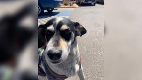 Perro perdido viajó de Copiapó a La Serena escondido en un bus y lo encontraron comiendo pizza Perro perdido viajó de Copiapó a La Serena escondido en un bus y lo encontraron comiendo pizza