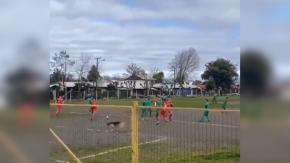 "Firulais", el perro goleador que se hizo viral en Chillán, es fichado por Ñublense "Firulais", el perro goleador que se hizo viral en Chillán, es fichado por Ñublense