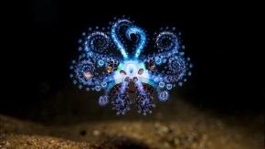 Las impresionantes imágenes del concurso de fotografía oceánica Las impresionantes imágenes del concurso de fotografía oceánica