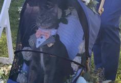 De frac y humita: Gato ofició como padrino de un matrimonio en Estados Unidos De frac y humita: Gato ofició como padrino de un matrimonio en Estados Unidos