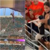 ¡De milagro!: Gato cayó 20 metros desde techo de estadio de fútbol pero fue salvado por el público ¡De milagro!: Gato cayó 20 metros desde techo de estadio de fútbol pero fue salvado por el público