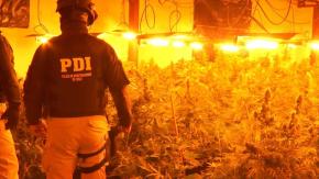 [VIDEO] Caen integrantes de mafia china con gigantesco megacultivo de marihuana