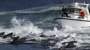 El enojo en las Islas Feroe por la matanza "récord" de más de 1.400 delfines en un día El enojo en las Islas Feroe por la matanza "récord" de más de 1.400 delfines en un día
