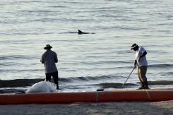 Islas Feroe evaluará caza de delfines tras matanza de más de 1.400 cetáceos que causó conmoción Islas Feroe evaluará caza de delfines tras matanza de más de 1.400 cetáceos que causó conmoción