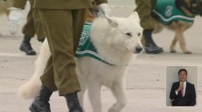 [VIDEO] ¡Los más esperados! Perros de Carabineros se robaron le película en la Parada Militar 2021