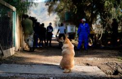 Prohibición perpetua de tenencia de animales: condenan a hombre por maltrato de 70 perros y 3 gatos Prohibición perpetua de tenencia de animales: condenan a hombre por maltrato de 70 perros y 3 gatos