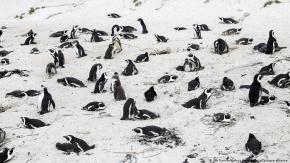 Enjambre de abejas mata a 64 pingüinos en peligro de extinción en Sudáfrica Enjambre de abejas mata a 64 pingüinos en peligro de extinción en Sudáfrica