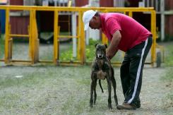 Cámara rechaza ley que prohibía carreras de perros por falta de quórum Cámara rechaza ley que prohibía carreras de perros por falta de quórum