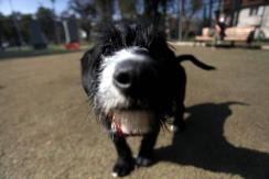 Denuncian maltrato animal: Perrito fue encontrado con más de 20 impactos de balín en Maipú Denuncian maltrato animal: Perrito fue encontrado con más de 20 impactos de balín en Maipú