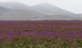 Agricultura participará en proyecto piloto para que desierto florido en Atacama ocurra cada año Agricultura participará en proyecto piloto para que desierto florido en Atacama ocurra cada año