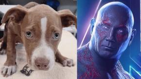 Estrella de Marvel adopta a perrita maltratada y ofrece recompensa para encontrar al culpable Estrella de Marvel adopta a perrita maltratada y ofrece recompensa para encontrar al culpable