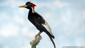 El pájaro carpintero y dos tipos de peces en la lista: Declaran extintas a 23 especies de animales El pájaro carpintero y dos tipos de peces en la lista: Declaran extintas a 23 especies de animales