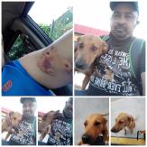 Hombre perdonó a perrita que lo atacó y ahora son inseparables Hombre perdonó a perrita que lo atacó y ahora son inseparables