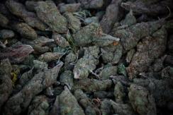 Narcos mexicanos que operaban en Iquique y Santiago declarados culpables por tráfico y ley de armas
