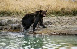 Mujer es encarcelada por acercarse a una osa grizzly para una foto Mujer es encarcelada por acercarse a una osa grizzly para una foto