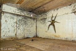 ¡Del terror! Hombre encuentra araña del porte de una mano y sus crías bajo su cama ¡Del terror! Hombre encuentra araña del porte de una mano y sus crías bajo su cama