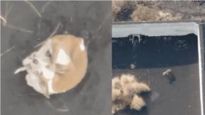 Drones intentarán rescatar a los perros atrapados entre ríos de lava de volcán en España Drones intentarán rescatar a los perros atrapados entre ríos de lava de volcán en España