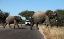 Un elefante mata a un presunto cazador furtivo en Sudáfrica Un elefante mata a un presunto cazador furtivo en Sudáfrica