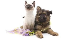 Colegio Médico Veterinario impartirá curso online para conocer lenguaje y emociones de mascotas Colegio Médico Veterinario impartirá curso online para conocer lenguaje y emociones de mascotas