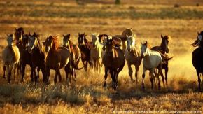 Australia planea sacrificar más de 10.000 caballos salvajes: Científicos dicen que no es suficiente Australia planea sacrificar más de 10.000 caballos salvajes: Científicos dicen que no es suficiente