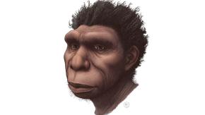 La nueva especie que un grupo de científicos considera "el ancestro directo de los humanos La nueva especie que un grupo de científicos considera "el ancestro directo de los humanos