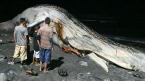 Una ballena jorobada muerta aparece en playa salvadoreña Una ballena jorobada muerta aparece en playa salvadoreña