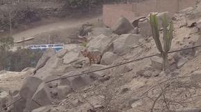 Familia peruana compró un cachorro de perro: Resultó ser un zorro y escapó Familia peruana compró un cachorro de perro: Resultó ser un zorro y escapó