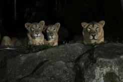 Leones dan positivo en pruebas de detección de COVID-19 en Singapur Leones dan positivo en pruebas de detección de COVID-19 en Singapur