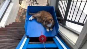 Youtuber construyó ascensor para su gato de 19 años y el resultado causó furor en redes sociales Youtuber construyó ascensor para su gato de 19 años y el resultado causó furor en redes sociales