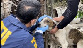 PDI rescata a más de 20 perros maltratados en Mostazal PDI rescata a más de 20 perros maltratados en Mostazal