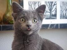 [FOTOS] La historia de la gatita con cuatro orejas que es viral en Instagram