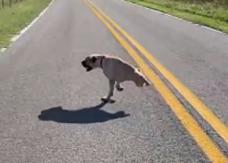 Ella es Dixie, una perrita que le amputaron sus patitas traseras: Camina con sus patas delanteras Ella es Dixie, una perrita que le amputaron sus patitas traseras: Camina con sus patas delanteras