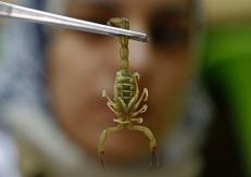 Plaga de escorpiones en Egipto deja tres muertos y cientos de heridos Plaga de escorpiones en Egipto deja tres muertos y cientos de heridos