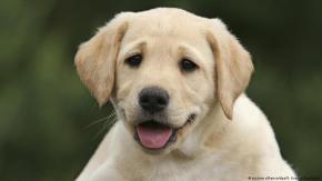 Francia prohíbe la venta de perros y gatos en tiendas de animales Francia prohíbe la venta de perros y gatos en tiendas de animales