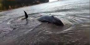 Ballena de cerca de 7 metros varó en playa de la caleta Lenga en Hualpén Ballena de cerca de 7 metros varó en playa de la caleta Lenga en Hualpén