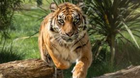 Matan a tigre que mordió el brazo de un trabajador en un zoológico de EEUU Matan a tigre que mordió el brazo de un trabajador en un zoológico de EEUU