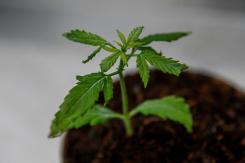 Metro de Berlín venderá pasajes comestibles con gotas de marihuana Metro de Berlín venderá pasajes comestibles con gotas de marihuana