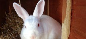 Cámara de Diputadas y Diputados aprueba proyecto que prohíbe el testeo de cosméticos en animales Cámara de Diputadas y Diputados aprueba proyecto que prohíbe el testeo de cosméticos en animales